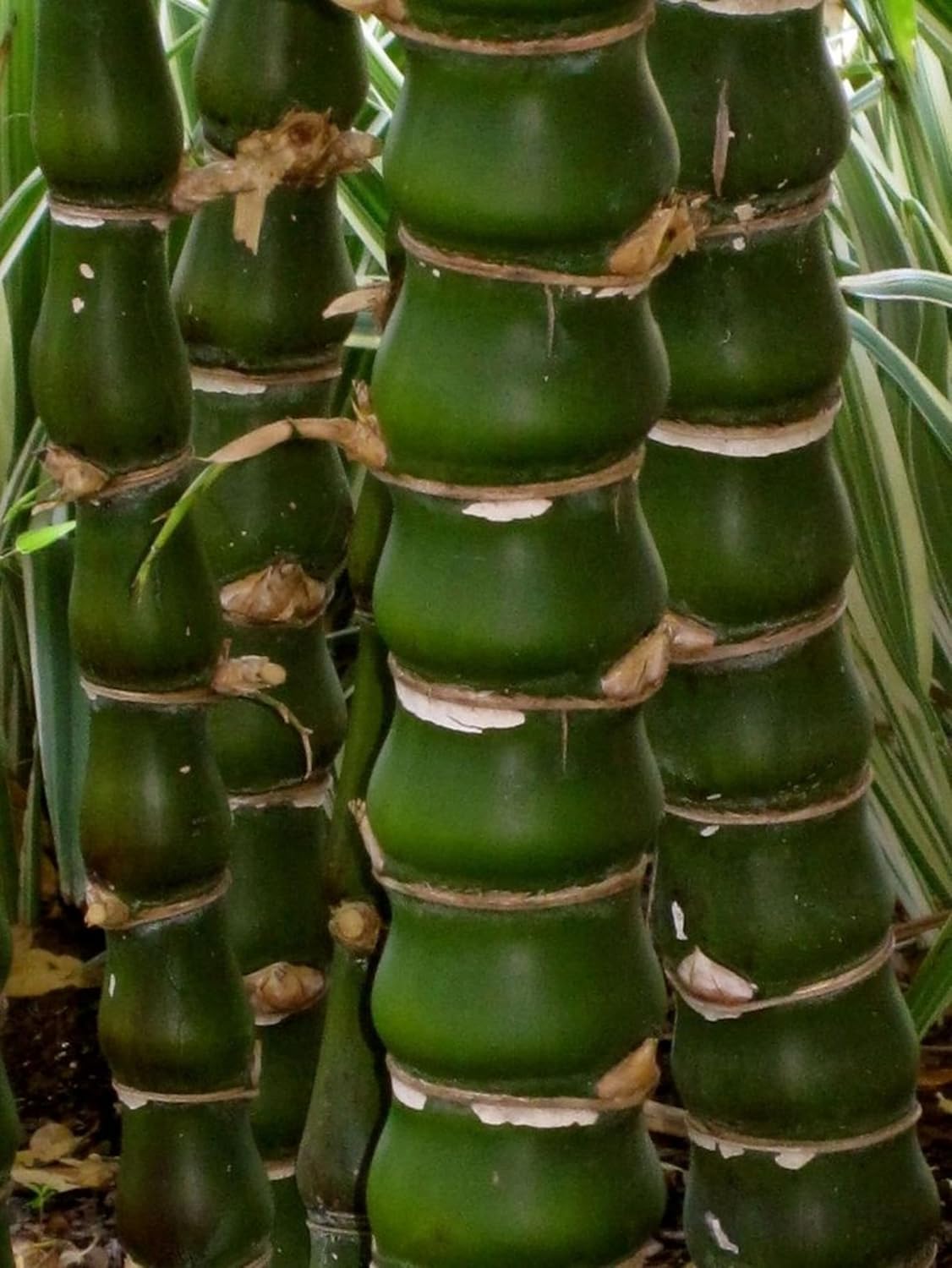 Buddha Bamboo Plant With Pot – Premium Indoor Ornamental Bamboo for Elegant Spaces - Image 4