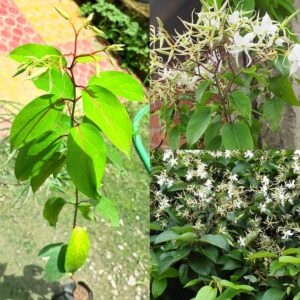 Malati/Maloti lota(Aganosma Dichotoma) Fragnance Flower Plant