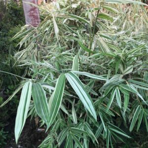 Variegated White Bamboo Plant – Ornamental Live Bamboo with Green & White Foliage