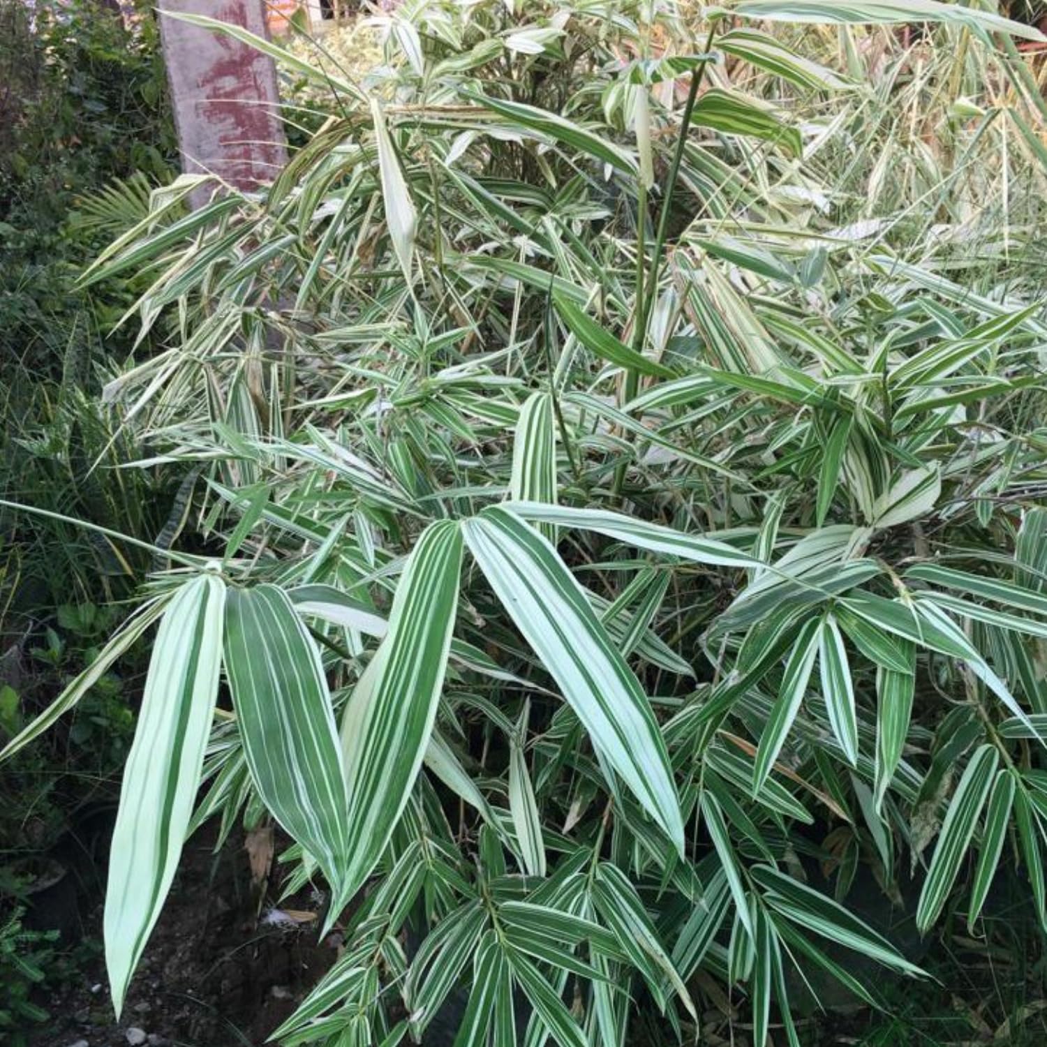 Variegated White Bamboo Plant – Ornamental Live Bamboo with Green & White Foliage