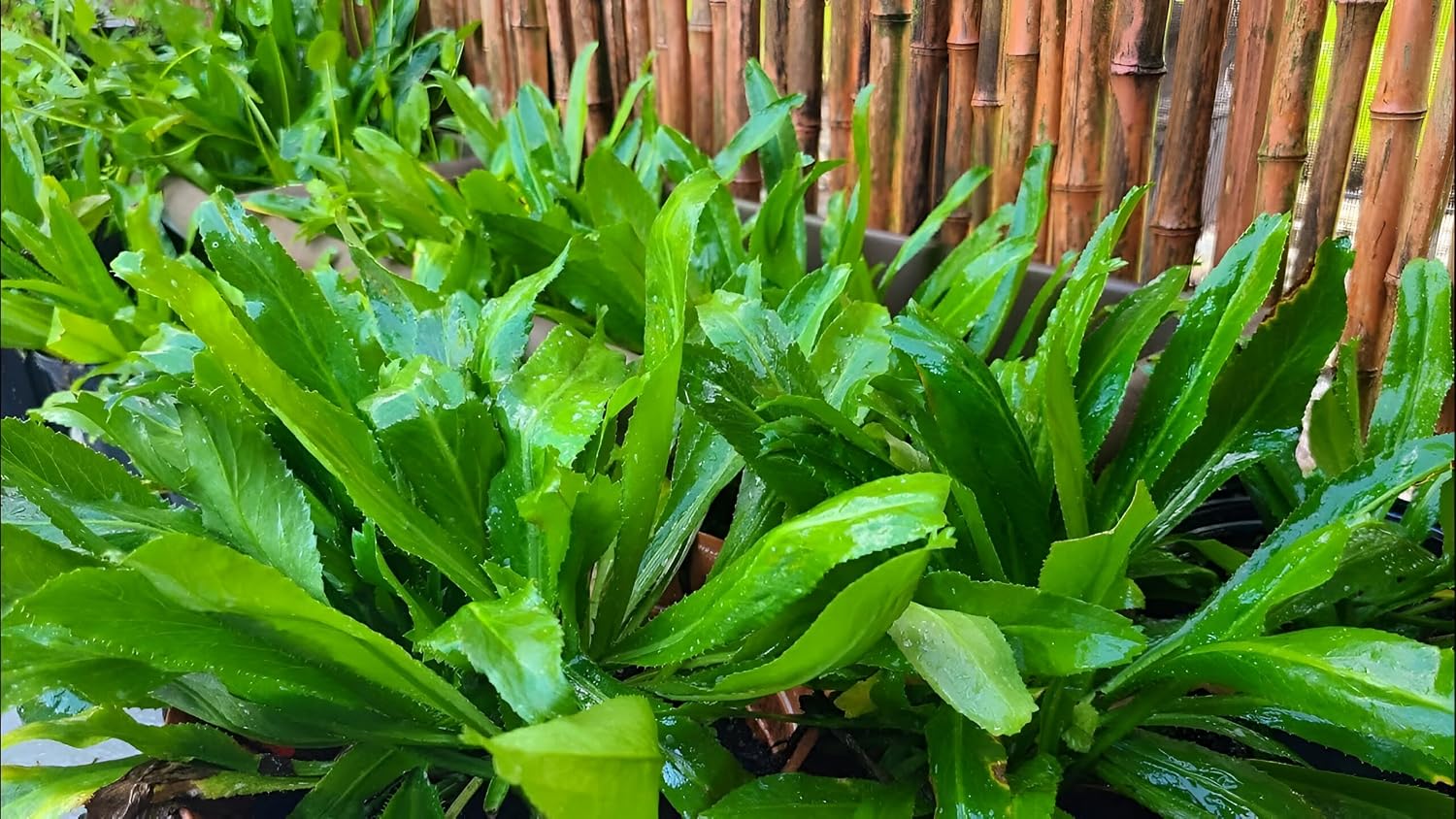 Thai Long Coriander Hybrid Plant – Live Coriander Herb Plant | Healthy Green Culinary Herb - For Planting - Image 3