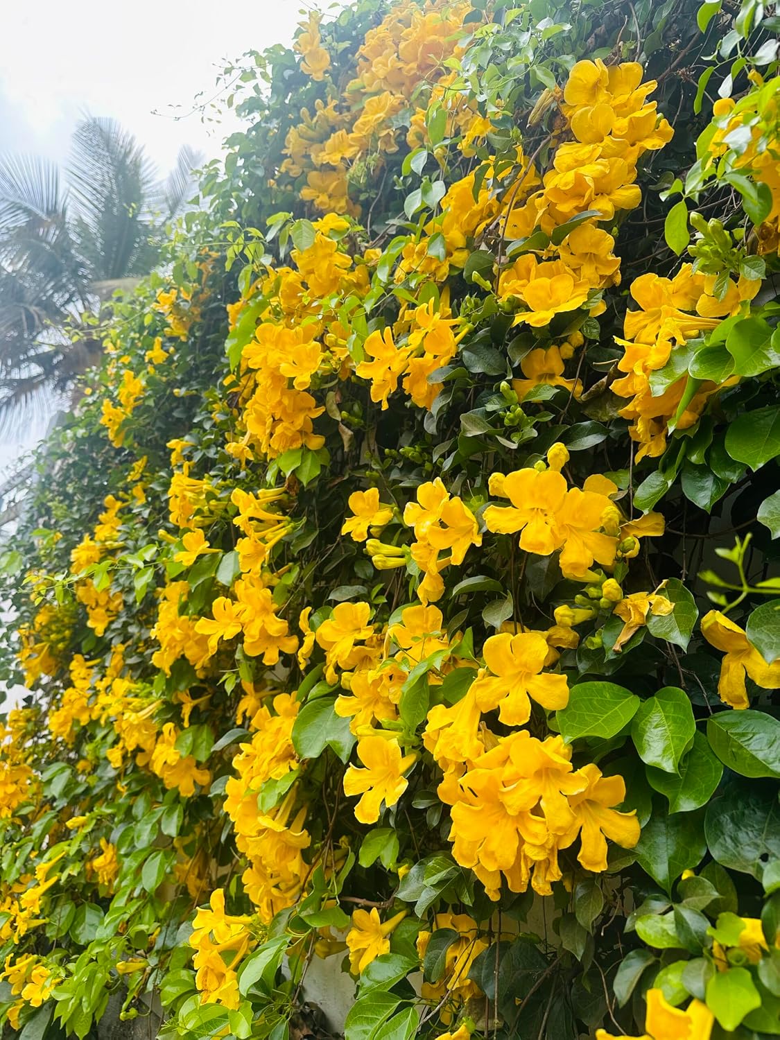 Cat's Claw Creeper (Dolichandra) Plant | Dolichandra unguis-cati Premium Live Flowering Climber for Home Garden - Image 3