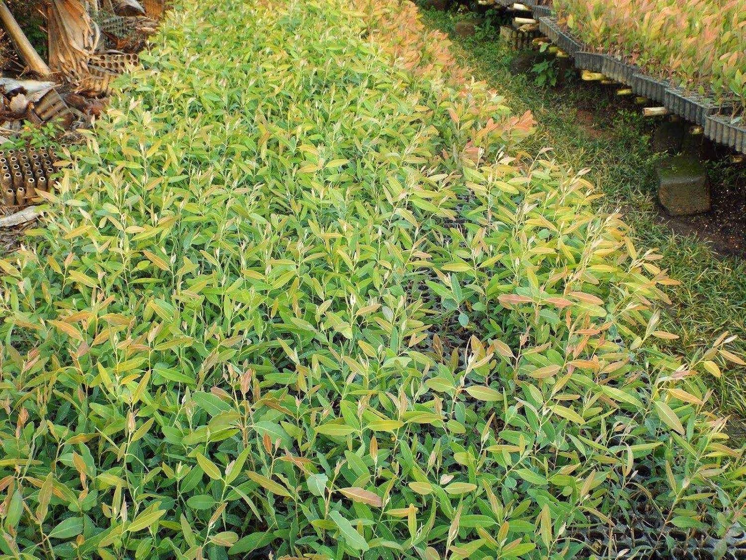 Eucalyptus Plant/ Nilgiri Plant/ Safeda Plant – Fast-Growing Healthy Live Plant - Image 4