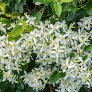 Budhha Jui/Juhi Fragnance Healthy Flower Plant with pot