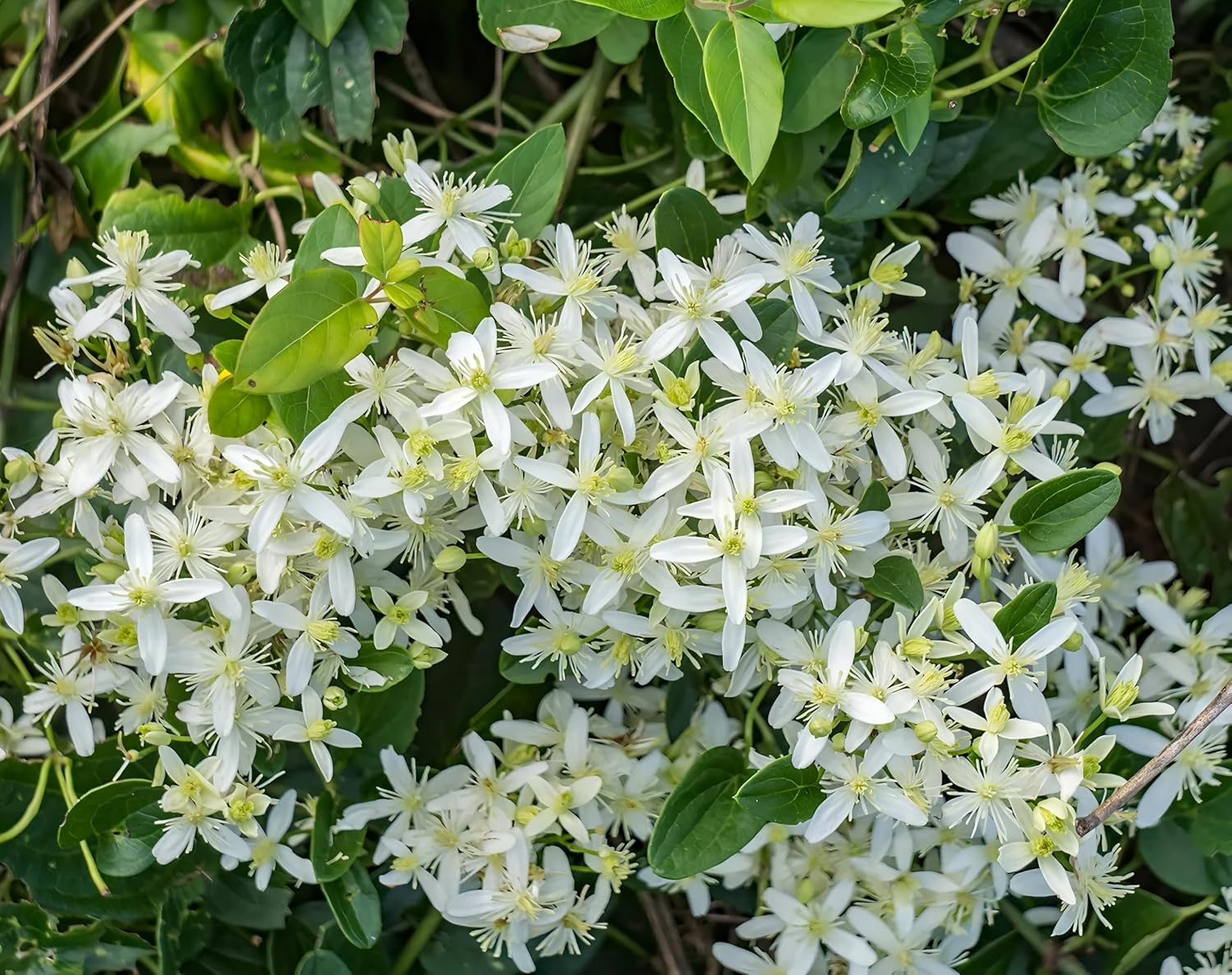 Budhha Jui/Juhi Fragnance Healthy Flower Plant with pot