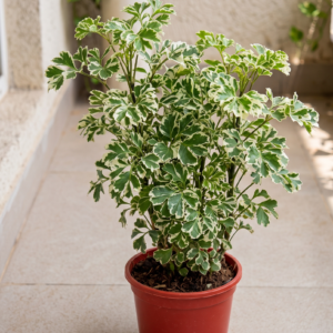 Aralia Plant – White Variegated Live Indoor Plant | Green & White Foliage for Home and Office