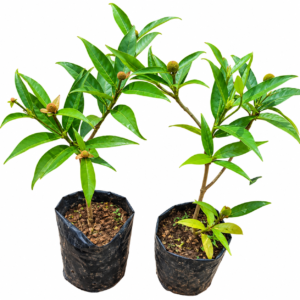 Hybrid Dwarf Variety Kadamba/Katampam/Kadamb Healthy Live Plant