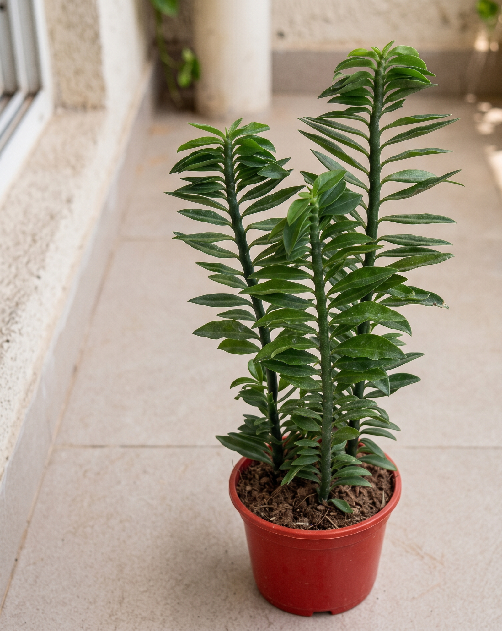 Zigzag Plant (Pedilanthus tithymaloides) – Live Devil’s Backbone Redbird Spurge Ornamental Plant - Image 4
