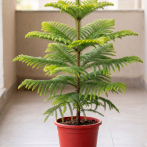 Christmas Tree Plant – Hybrid Araucaria Live Pine-Like Ornamental Tree for Home & Office Decor