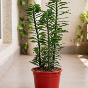Zigzag Plant (Pedilanthus tithymaloides) – Live Devil’s Backbone Redbird Spurge Ornamental Plant