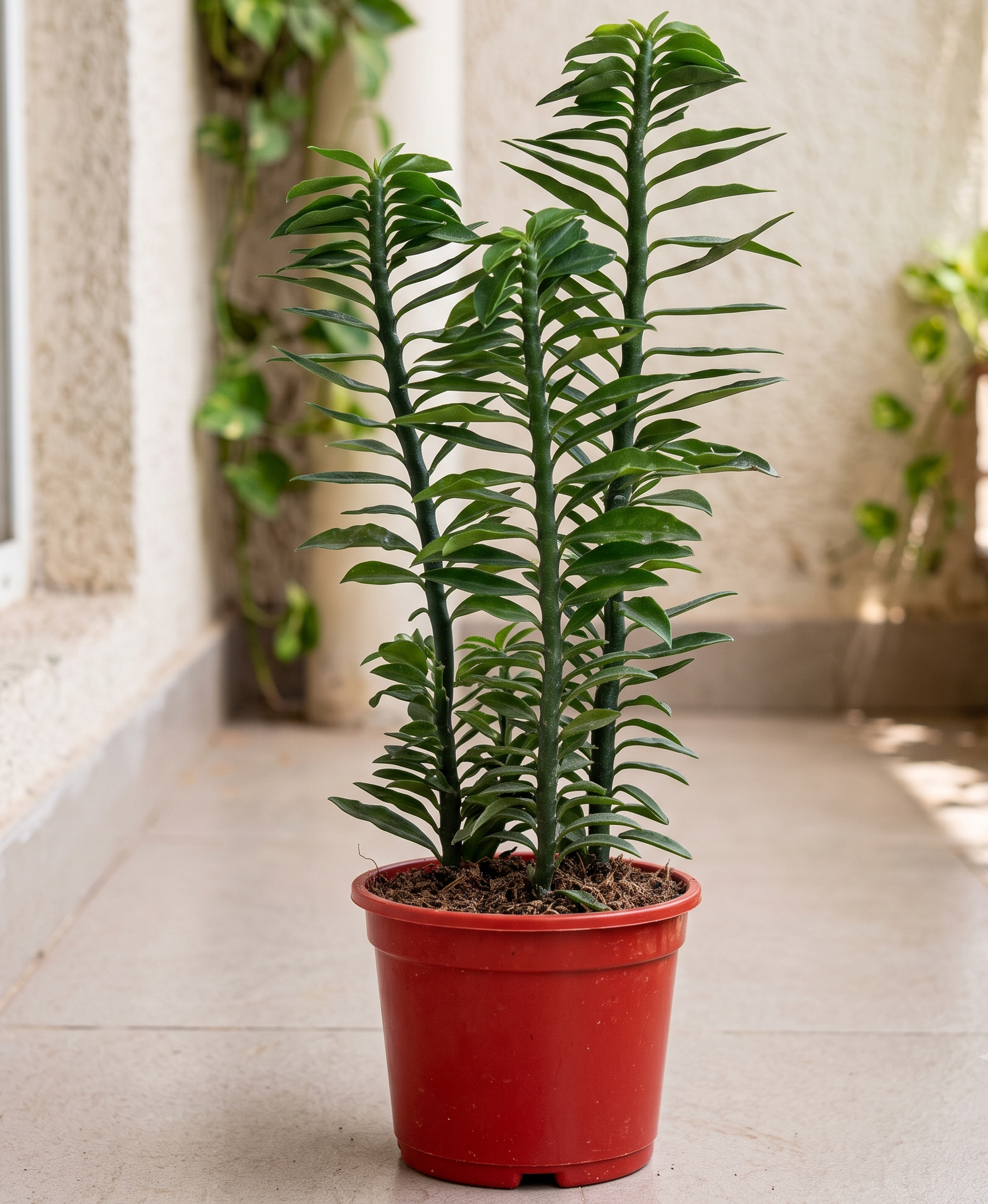 Zigzag Plant (Pedilanthus tithymaloides) – Live Devil’s Backbone Redbird Spurge Ornamental Plant