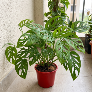 Monstera Adansonii Broken Heart Plant – Live Indoor Ornamental Foliage Plant for Home & Office