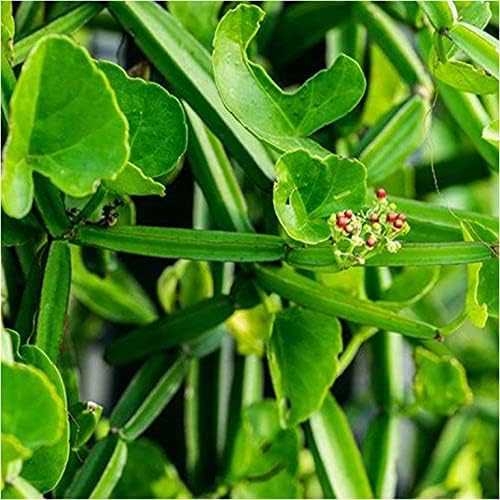 Hadjod Plant / Pirandai Plant – Healthy Live Plant for Home Garden - Image 5