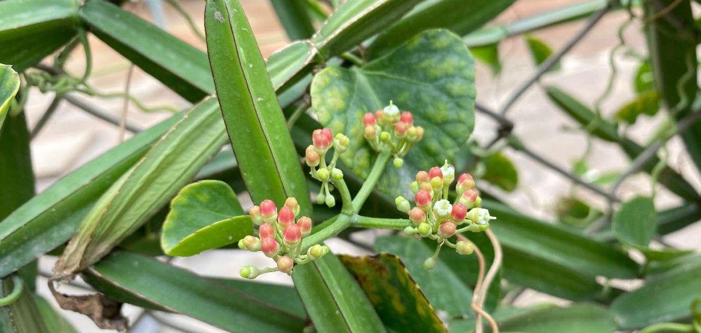 Hadjod Plant / Pirandai Plant – Healthy Live Plant for Home Garden - Image 2