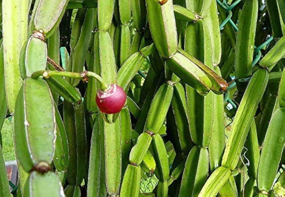 Hadjod Plant / Pirandai Plant – Healthy Live Plant for Home Garden - Image 3
