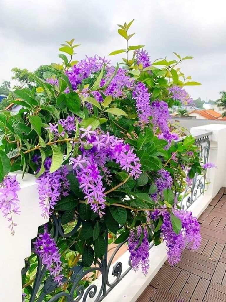 Plant nursery and garden plants in Amaravati Andhra Pradesh