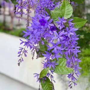 Rare Nilmonilota / Nilmoni Lota Flower Plant – Live Ornamental Plant