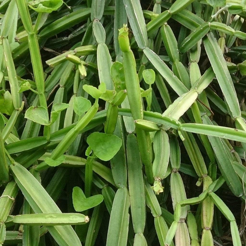 Hadjod Plant / Pirandai Plant – Healthy Live Plant for Home Garden