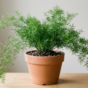 Asparagus Fern Plant (Asparagus densiflorus ‘Sprengeri’) – Live Green Ornamental Plant for Home & Garden