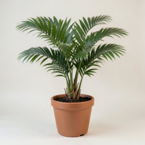 Dwarf Mini Parlor Palm (Chamaedorea elegans) Indoor Plant with Pot