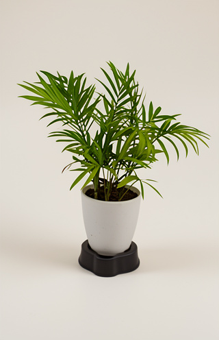 Dwarf Mini Parlor Palm (Chamaedorea elegans) Indoor Plant with Pot