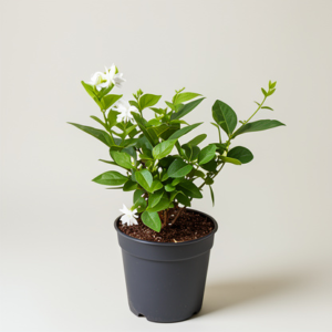 Jasmine Mini/Mogra live plant With tub- Flowering Shrubs (first delivery)