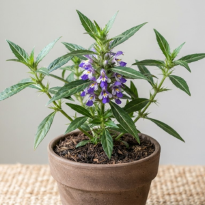 Kulekhara plant /Leaves (Hygrophila Auriculata) | Kokilaksha Plant