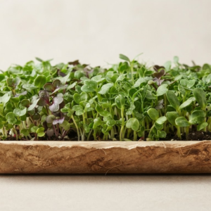 microgreens tray - organic bio compastable sal patra tray for microgreens