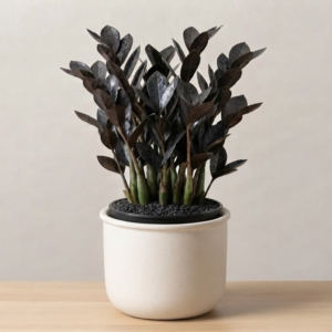 ZZ Dwarf Black Indoor Live Plant with pot