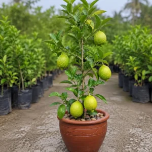 All Time Seedless Gandharaj Lemon Plant ( Air Layer) | Fragrant Gandharaj Citrus Fruit Plant For Home Garden